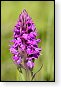 bloemen bloem hdr natuur flora roos rozen tulp tulpen orchidee orchideeen zonnebloem geranium cannabis marihuana wiet hennep sativa indica